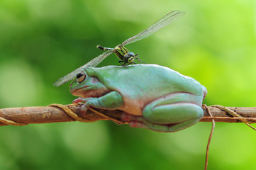Dragonfly sitting on a fat frog