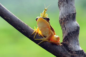 praying mantis on fat tree frog on branch