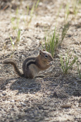 Naklejka na ściany i meble The tiny Golden Mantled Ground Squirrel stops to eat a seed found in its arid environment of Dinosaur National Monument