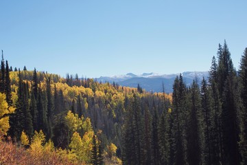 Aspens in the Mountains