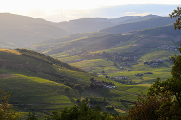 Fototapeta na wymiar Region winiarski