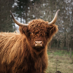 Highland Cow