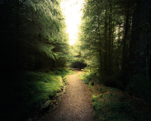 Fototapeta premium Path through forest