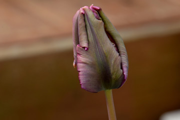 Purple Highlights Tulip