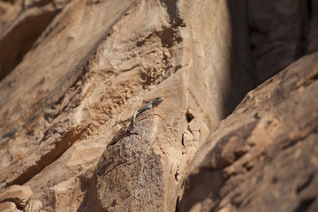 A tiny desert dwelling lizard basks in the sun beating down on the red rock face of a cliff