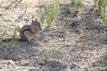 The tiny Golden Mantled Ground Squirrel stops to eat a seed found in its arid environment of Dinosaur National Monument