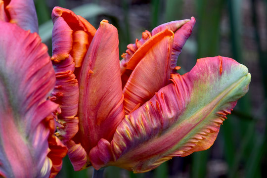 Rainbow Tulip Petals