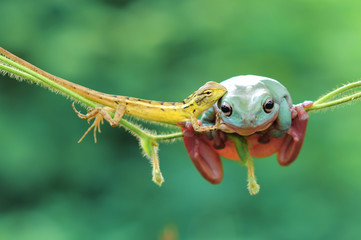 frog with lizard