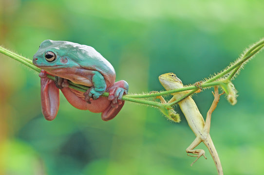 frog with lizard