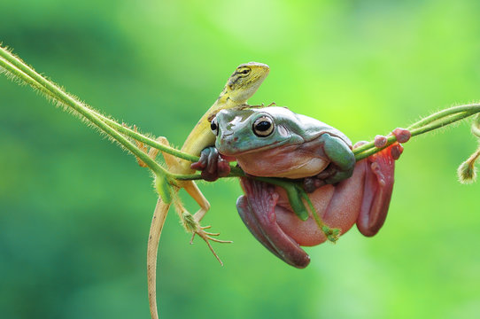frog with lizard