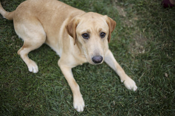 Yellow Labrador Retriever Laying in the Grass