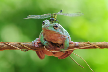 Fototapeta premium przysadzista żaba z ważką