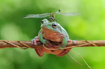 Papier Peint photo Grenouille dumpy frog with dragonfly