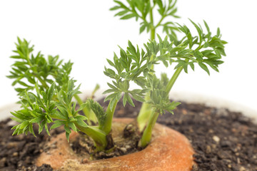 Young carrot plant isolated on white
