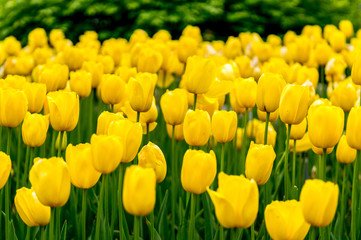 yellow tulips in gosan