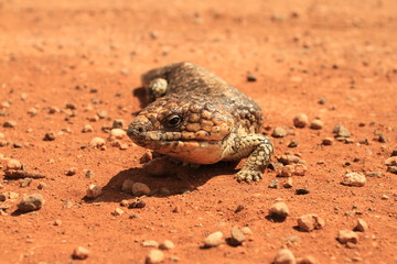 Portrait of skink in western australia
