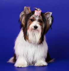 The beaver yorkshire terrier sits on a blue background. A white dog is posing in the studio. Cute puppy in a pink bow on his head. Vertical image.