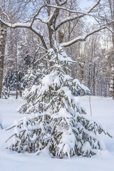 winter landscape with beautiful fir tree covered by snow