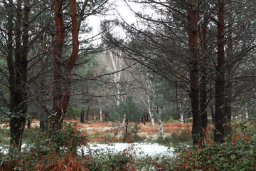bosque gallego en invierno