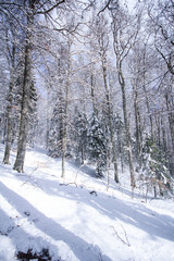 First snow in the woods