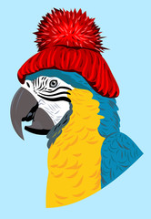 parrot, in a knitted red hat with a pompon 