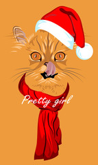 cat, in a Santa's Cap with a pompon and scarf