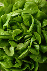 Fresh green salad background