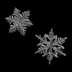 Two snowflakes isolated on black background. Macro photo of real snow crystals: large stellar dendrites with complex, ornate shapes, fine hexagonal symmetry, long, elegant arms and glossy surface.