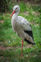 Storch