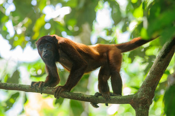 Red Howler Monkey (Alouatta seniculus) in Tambopata National Reserve, Peru