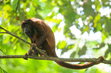 Red Howler Monkey (Alouatta seniculus) in Tambopata National Reserve, Peru