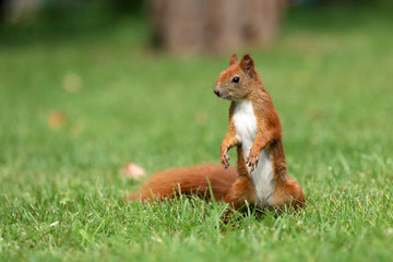 The squirrel is a resident of city parks .