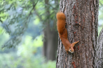 The squirrel is a resident of city parks .