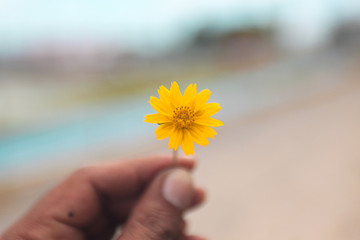 small yellow flower in hand with blue sky view - Powered by Adobe