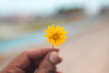 small yellow flower in hand with blue sky view