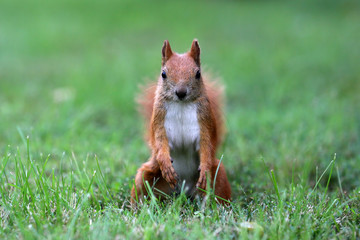 The squirrel is a resident of city parks .