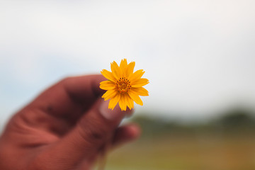small yellow flower in hand with blue sky view