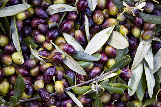 Greece, Peloponnese, Messinia, Kalamata, olive harvest, olives picked from the tree and collected into sacks.