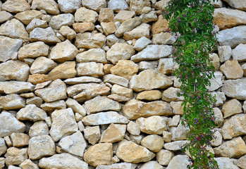 wall with ivy growing on it for your design