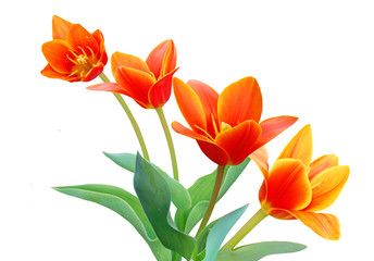 A flower of  liliaceae tulip bouquet in backgound