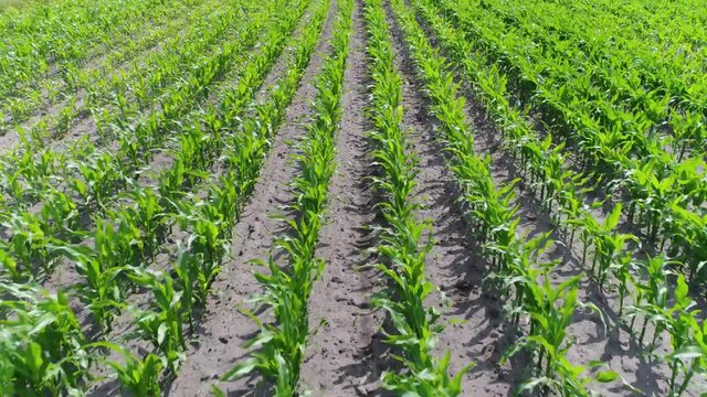 Low altitude aerial over crop field with young maize plants also known as corn a cereal grain that has become staple food in many parts of world with total production surpassing that of wheat or rice