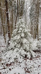 schneebedeckte Tanne