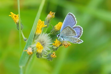 beautiful blue butterfly on flower collects nectar