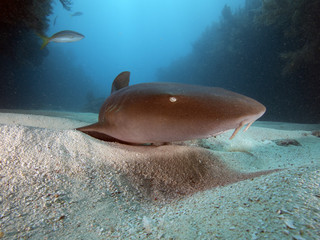 Fototapeta premium Nurse Shark (Florida)