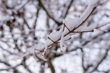 Schnee auf Ast am Baum