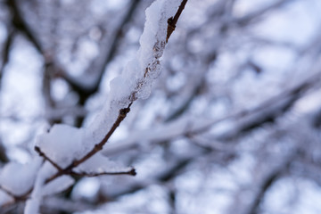 Schneebedeckter Ast am Baum