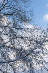 Fototapeta na wymiar Baum im Winter