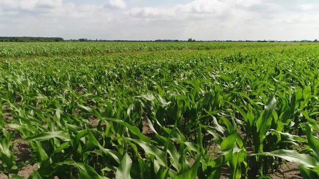 Sideways aerial over crop field with young maize plants also known as corn a cereal grain that has become staple food in many parts of world with total production surpassing that of wheat or rice 4k