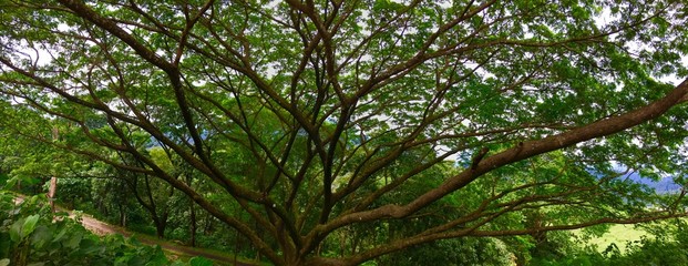 branches of a tree in jungle forest, kerala, india