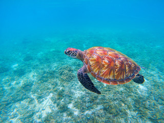 Obraz premium Wild sea turtle in blue ocean closeup. Green sea turtle closeup.
